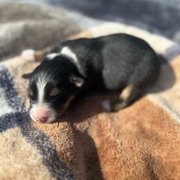 Vader - Black tri-color male Australian Shepherd puppy in Yelm, Washington from Country Rose Australian Shepherds
