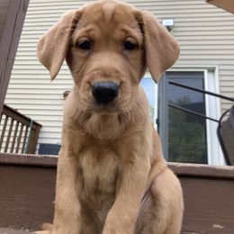 Labrador Retriever Puppies from Dan Roehl
