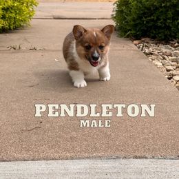 Pembroke Welsh Corgi Puppies from Rocking Ridge Ranch