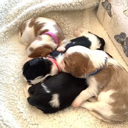 Cavalier King Charles Spaniel Puppies from Windgate Cavaliers