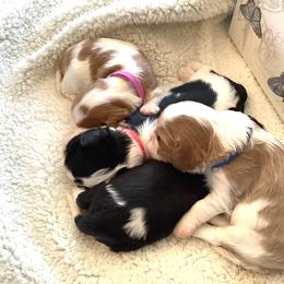 Cavalier King Charles Spaniel Puppies from Windgate Cavaliers