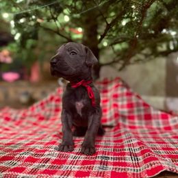 Uno - Blue female Great Dane puppy in Elkton, Kentucky from Oak View Danes