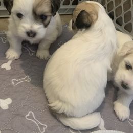 Coton de Tulear Puppies from Catawba Cotons