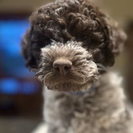 Tessa - Brown roan Lagotto Romagnolo puppy in Santa Fe, New Mexico from Raven Meadow Ranch