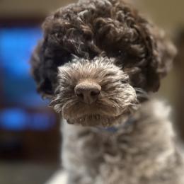 Tessa - Brown roan Lagotto Romagnolo puppy in Santa Fe, New Mexico from Raven Meadow Ranch