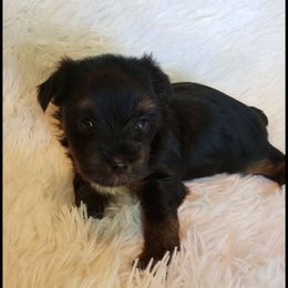 Boy 2 - Black and gold male Yorkshire Terrier puppy in Marion Station, Maryland from Anna's Yorkie Treasures