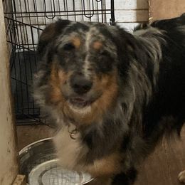 Sparky - Australian Shepherd