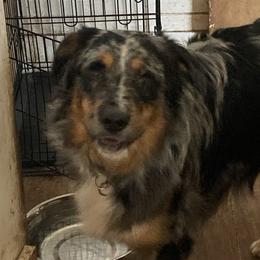 Sparky - Australian Shepherd