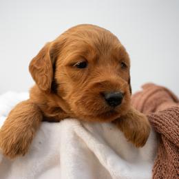 Gamora (purple) - Red  female Goldendoodle puppy in Lafayette, Alabama from Sweethaven Kennels