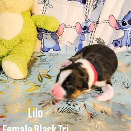 Australian Shepherd Puppies from Gordon and Sons Farms