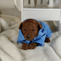 Coton de Tulear and Poodle Puppies from Legacy Pets