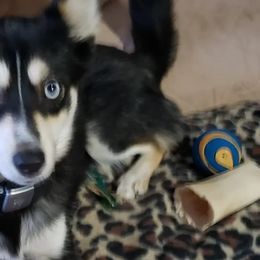 Pomskies from Burkhart's Pups