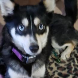 Pomskies from Burkhart's Pups