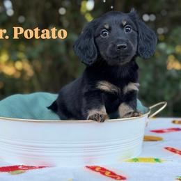 Mr. Potato (Black and Cream Brindle pointed) - Black and cream male Dachshund puppy in Knoxville, Tennessee from Over The Moon Minis
