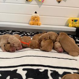 Back to school themed litter - Dark golden male Golden Retriever puppy in Belton, South Carolina from McAbee’s Golden Retrievers