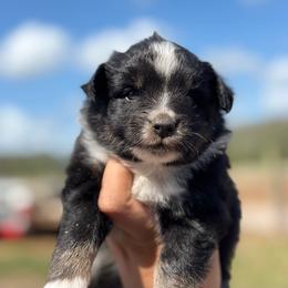 Rita - Black tri female Toy Australian Shepherd puppy in Polk City, Florida from Skaky Shepherds