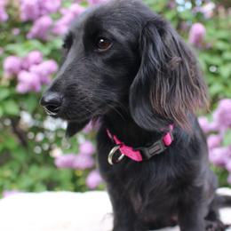 Sage - Dachshund