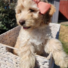 Goldendoodle Puppies from Heavenly Goldendoodles
