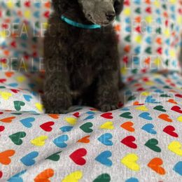Poodle Puppies from Bea Legend Toy and Mini Poodles