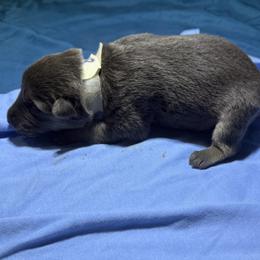 Collar 8 - Blue female German Shepherd puppy in Newsoms, Virginia from A Tier Above Shepherds