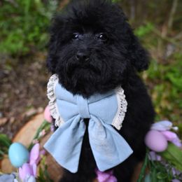 Cavapoo, Cockapoo, and Poodle Puppies from Heavenly Puppies to Love