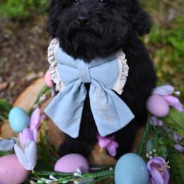 Cavapoo, Cockapoo, and Poodle Puppies from Heavenly Puppies to Love