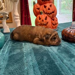 Fireball - Red sable male Chinese Shar-Pei puppy in Auburn, Kansas from Justin's Chinese Shar-Pei