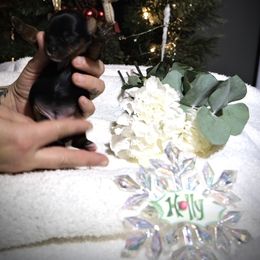 Holly Berry - Black and tan female Yorkshire Terrier puppy in Coeur D Alene, Idaho from Cozy Coeur Yorkies