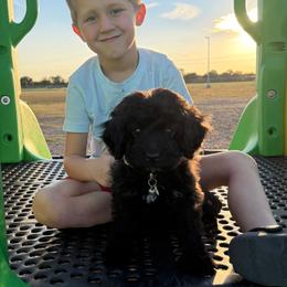 Cavapoo, Cockapoo, Goldendoodle, and Maltipoo Puppies from Perdue Puppies