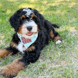 Comet - Tri-color male Bernedoodle puppy in Wamego, Kansas from Doodles of Oz