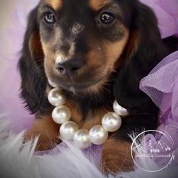 Dachshund Puppies from Bald Mountain Dachshunds