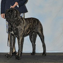 Mastiffs from River Valley Mastiffs