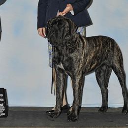 Mastiffs from River Valley Mastiffs