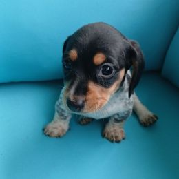 Moo moo - Piebald male Dachshund puppy in Opelika, Alabama from Dachshund Darlins