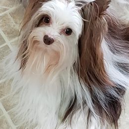 Yorkshire Terrier Puppies from Toy Town Yorkies