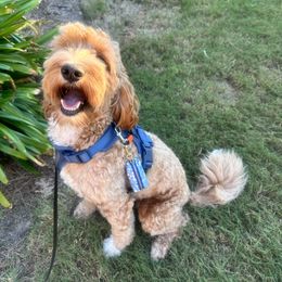 Theo - Australian Labradoodle