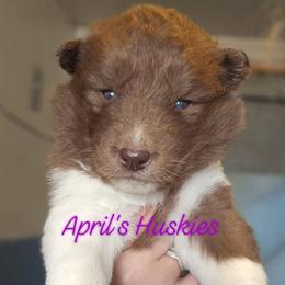 Girl 4 - Red and white female Siberian Husky puppy in Terre Haute, Indiana from April's Huskies