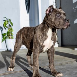 Grey Brindle Female - Gray brindle female Cane Corso puppy in California from Donato Kennels