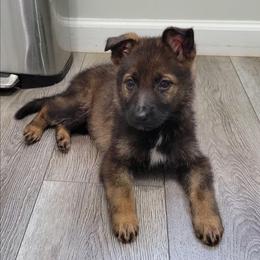 Aqua Collar - Alma - Sable female German Shepherd puppy in Augusta, West Virginia from Cricket Hollow Canines