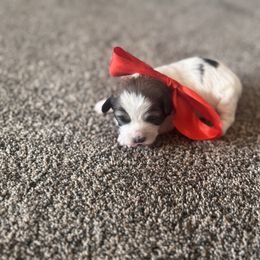 Girl 5 - Parti female Double Doodle puppy in Junction, Utah from Sugar Doodles