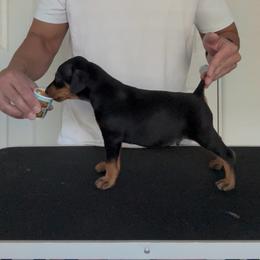 Black Boy - Black male German Pinscher puppy in Las Vegas, Nevada from Levi German Pinschers