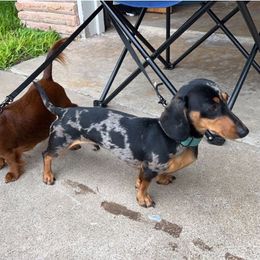 Dachshunds from Allyson’s Mini Weens