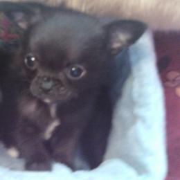 Chihuahua Puppies from Chilove Chihuahuas