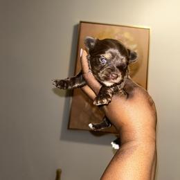 Visa - Chocolate, tan and white female Yorkshire Terrier puppy in Lynwood, Illinois from SaintNicksWay