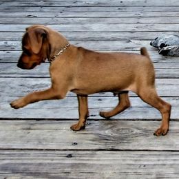 Miniature Pinscher Puppies from Keltic Kennels Miniature Pinschers