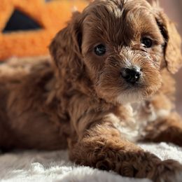 Aussiedoodle and Cavapoo Puppies from Pawsome Aussie Doodles and Oodles
