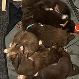 Australian Shepherd puppies from ER Aussies