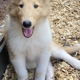June - Sable merle and white female Collie puppy in Yulee, Florida from Three Collie Farm
