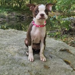Boston Terrier All Grown Up from Them Boys Game Farm