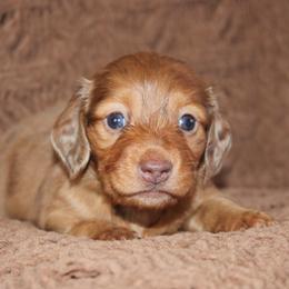 Langley - Dapple female Dachshund puppy in Stockton, California from Wiggles & Wags Dachshund's